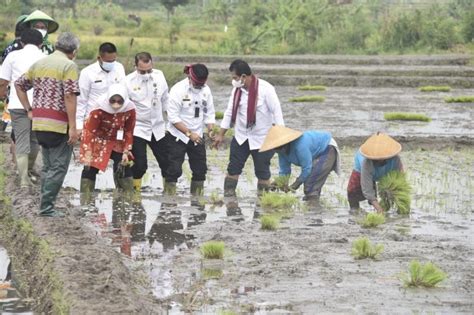 Strategi Kementan Tingkatkan Produksi Lewat Budidaya Padi Ramah Lingkungan