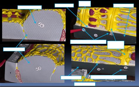 Microscopic Skeletal And Cardiac Muscle Diagram Quizlet