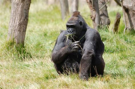 Gorilla Life Cycle For Kids