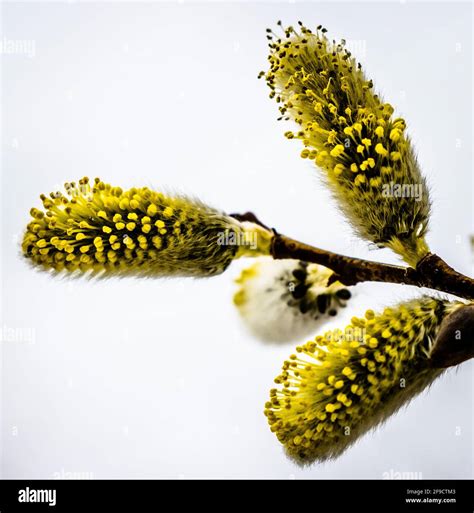 A Close Up View Of Three Pussy Willow Buds Showing Yellow Pollen With A