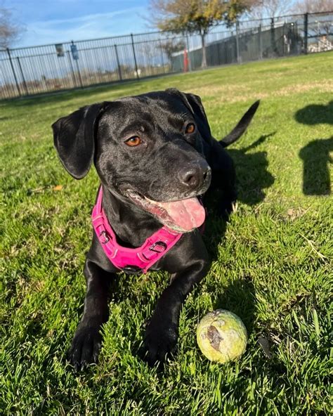 Dog Who Spent 900 Days In Shelter Is Returned After 1 Day And Everyone