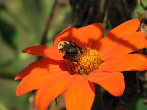 Bee On Tithonia Amy Woodward Flickr