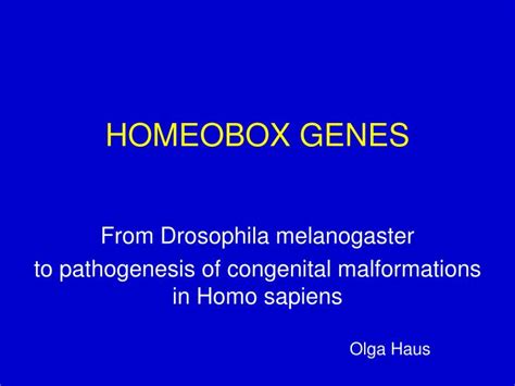 Ppt Homeobox Genes Powerpoint Presentation Free Download Id 3310768