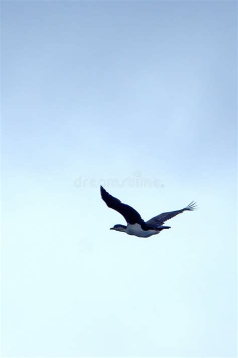 Antarctic Shag in Flight in Antarctica Stock Photo - Image of ocean ...