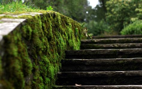 Wallpaper Forest Rock Nature Grass Wall Wood Moss Green