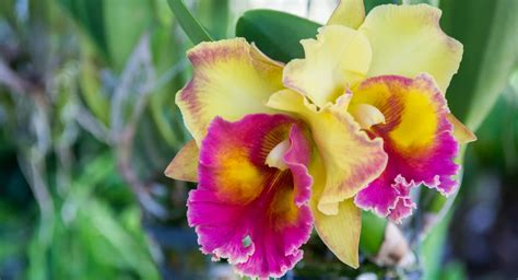 Hawaiian Grown Orchids Diversity Beauty And Growing Tips