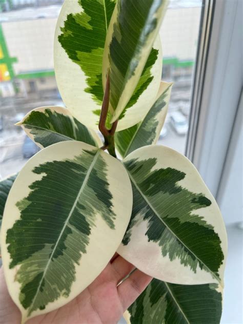 Ficus Elastica Tineke (Фикус Эластика Тинеке) | Фикус