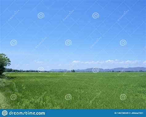 Opini O Verde Do Campo Nuvens Do C U Imagem De Stock Imagem De