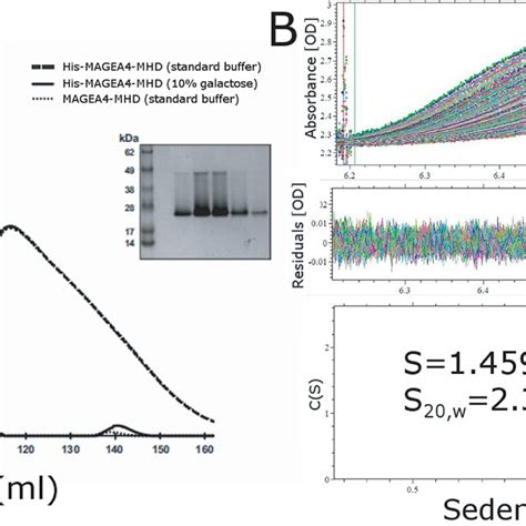 Structure of the MHD domain of MAGE-A3 and MAGE-A4. (A) Multiple ...