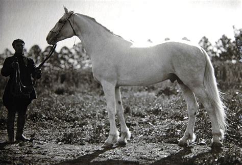 Пин на доске ♘Orlov Trotter♘