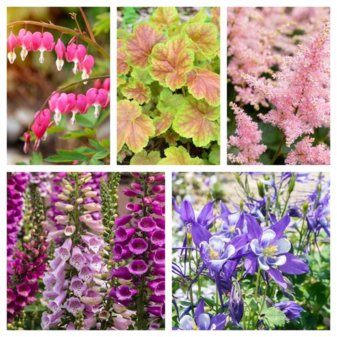 Perennials For Shady Areas