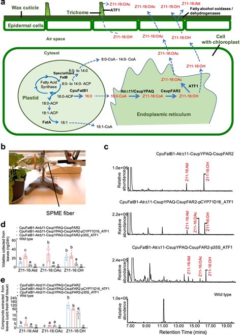 Rapid Assembly Of Pheromone Biosynthetic Pathway In Nicotiana