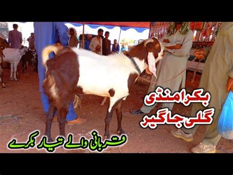 Qurbani K Liy Bakry Gali Jageer Bakra Mandi Youtube