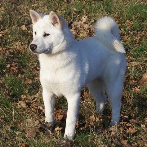 Kishu Inu Breed Guide - Learn about the Kishu Inu.