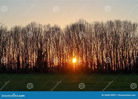 árvores Ensolaradas Silhueta Natureza Natural Poplars Prumo Vale Sol