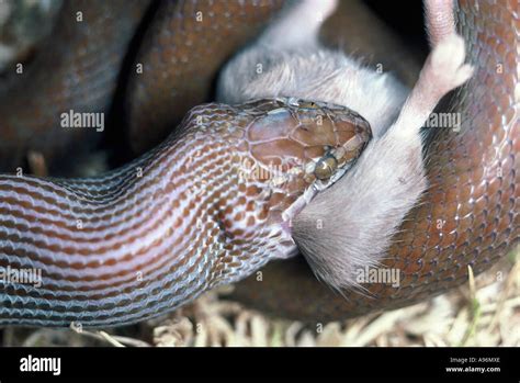 Brown House Snake swallowing mouse, Lamprophis fuliginosus Stock Photo ...