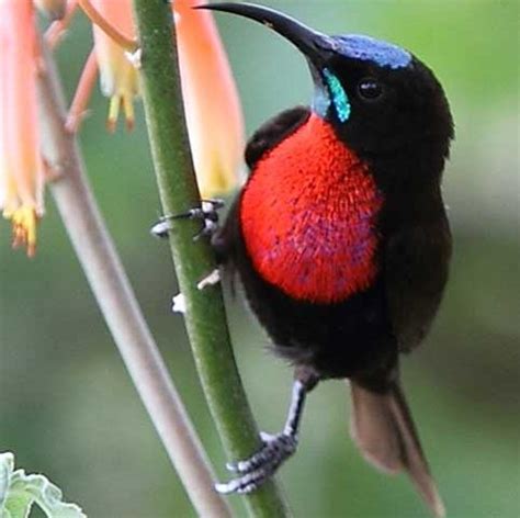 Bird Watching Eastern Tanzania Zorilla Safaris And Treks