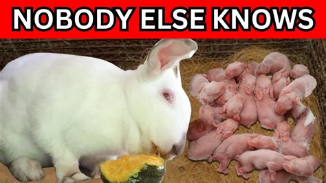 The Secret To Successful Bunny Breeding Rabbit Pregnancy Care