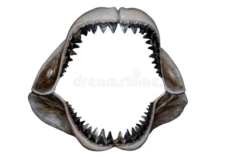 Shark Teeth stock photo. Image of shark, display, teeth - 20360250