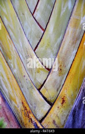 Closeup Detail Detail Of The Bark On A Palm Tree Stock Photo Alamy