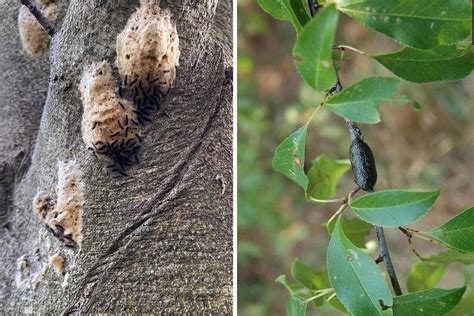 Don T Be Fooled Eastern Tent Caterpillar Vs Spongy Moth