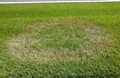 5 Common Lawn Diseases And How To Treat Them My Greenery Life