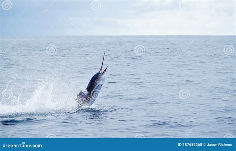 Sailfish Sportfishing In Costa Rica Catch And Release Stock Photo