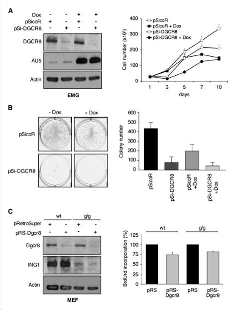 Functional Link Between Dgcr And Ing A Left Western Blot Of Emg