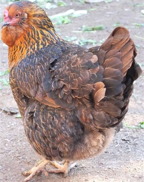 Complete Guide To Olive Egger Chickens And How To Breed Them With Faq