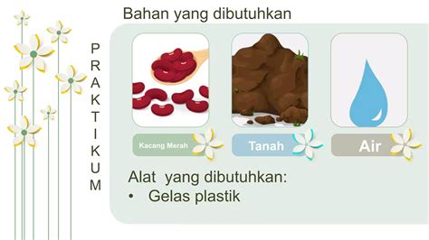 Hasil Praktikum Kacang Merah Materi Biologi Pertumbuhan Dan