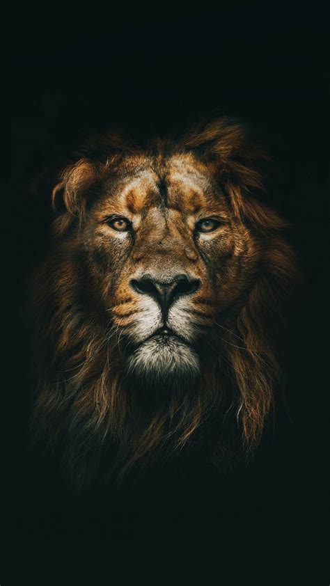 Lion Wallpaper for any iPhone. : r/iphonewallpapers