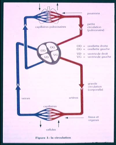 Le système circulatoire Cartes Quizlet