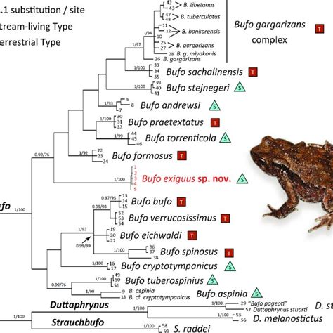 Bayesian Inference Tree Inferred From 16S RRNA And CO1 Genes The