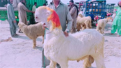 مندرے سال2024 کے لیے ٹوٹل30 ملک عمران گوٹ فارم Malik Imran Goat Farm