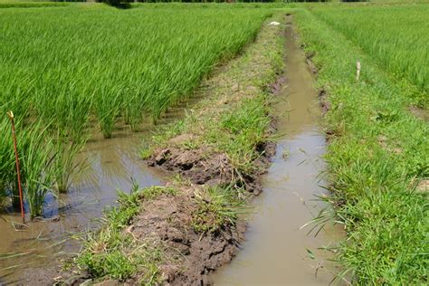 ザリガニを利用した田んぼの草取り？・無農薬の米作り5年目・今年は、田んぼの除草はたった1回だけ・その原因をは？小杉田んぼ・尾高田んぼの水路の水