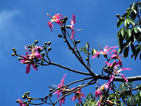 2023 Floss silk tree flowers DSC 4297 by brianvds on DeviantArt
