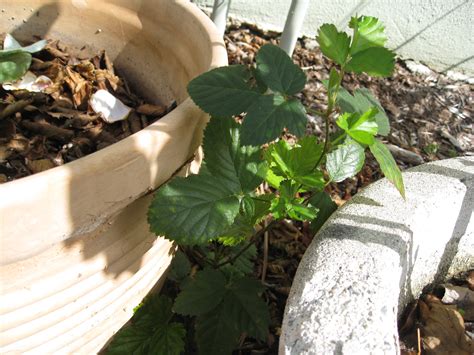 Ask Gardenerd: Pruning Blackberries - Gardenerd