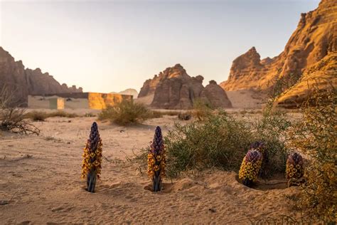 Maraya AlUla concert venue, Saudi Arabia - e-architect