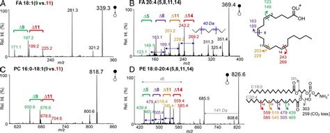 Identification And Quantitation Of Lipid C C Location Isomers A