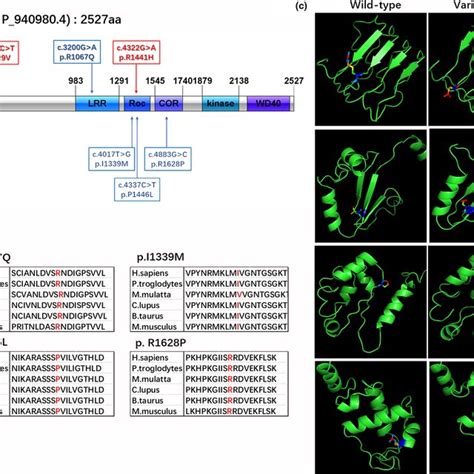 Schematic Representation Of Lrrk2 And Its Variations A Lrrk2