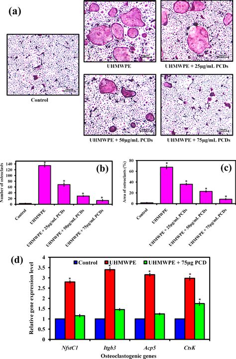 A Tartrate Resistant Acid Phosphatase TRAP Staining Images Reveal The