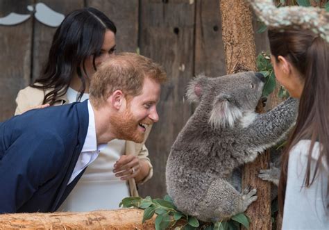 Prince Harry With Animals Pictures | POPSUGAR Celebrity Photo 5