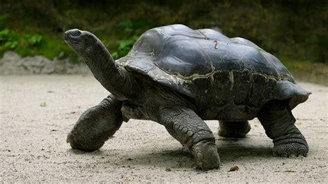 Aldabra Giant Tortoise Singapore Zoo