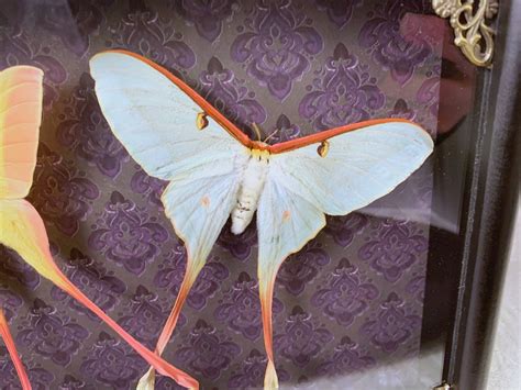 Chinese Moon Moth Duo Male And Female Graypurple Damask