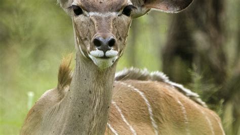 Gaborone Game Reserve | , Botswana | Sights - Lonely Planet