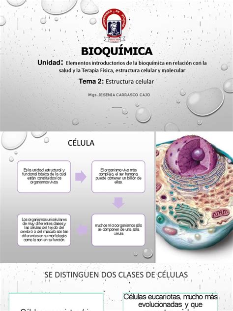 Semana 2 Pdf Biología Celular Citoplasma