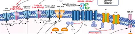 GABA Inhibition | GABA Receptor Activation | GABA Inhibitor Review & List