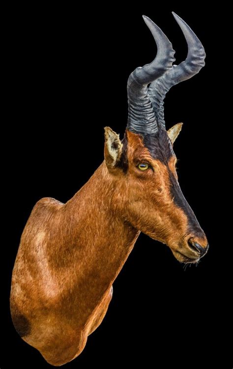 Hartebeest Taxidermy South Africa Get Hartebeest Trophy Quote