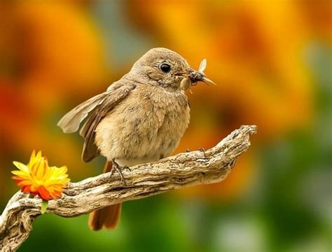 31 Birds That Eat Insects (Keep Your Garden Bug Free) | Learn Bird Watching