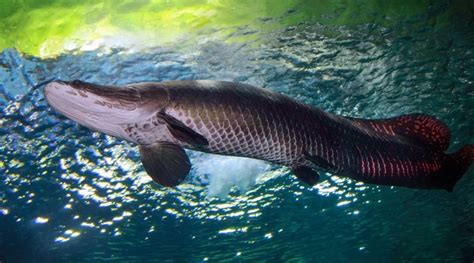 Pirarucu Um Dos Maiores Peixes De Gua Doce Do Mundo